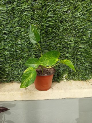 Planta Potos en Maceta