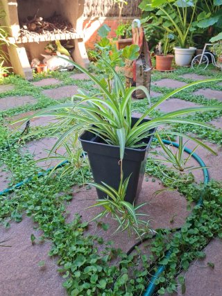 Planta Cinta y Geranio en Maceta