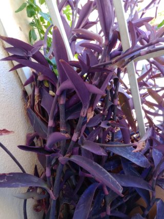 Esquejes de planta morada tradescantia pallida