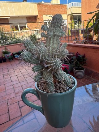 Euphorbia mammillaris en taza