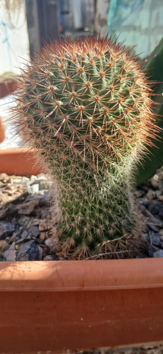 Cactus en maceta