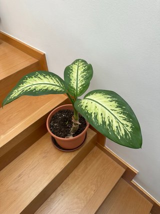 Planta Dieffenbachia con maceta