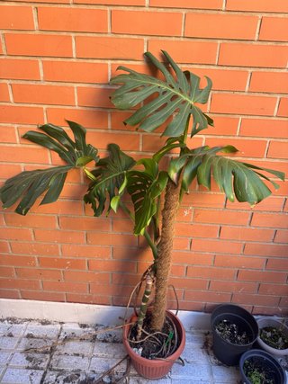 Planta Monstera Deliciosa URGENTE
