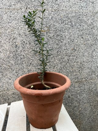 Planta de olivo en maceta