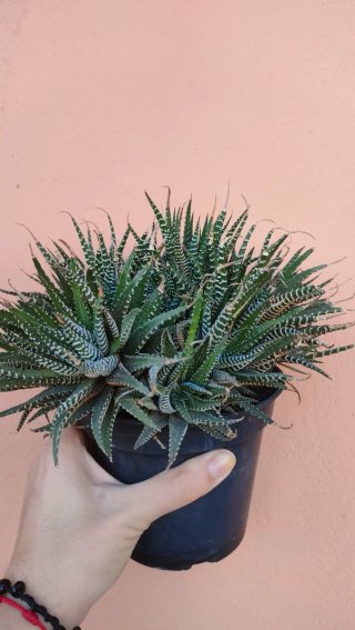 Planta Suculenta Cebra Grande