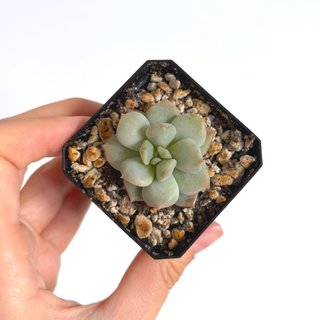 Echeveria Cream Puff