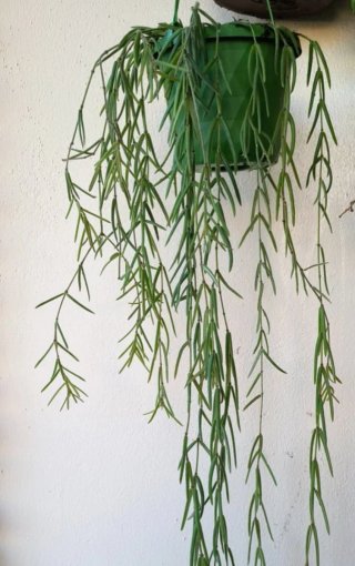 Planta Colgante Hoya Linealis