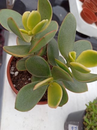 Suculentas y cactus