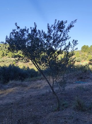 Olivo para jardín