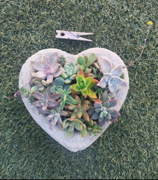 Corazón con plantas naturales