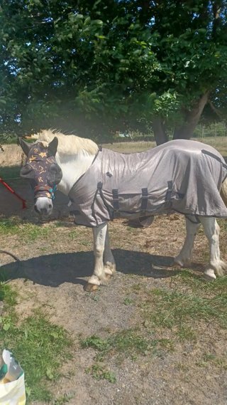 Manta antimoscas para caballo