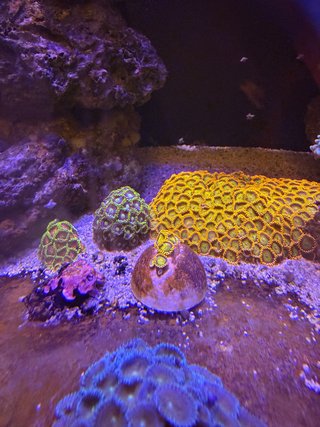 Corales para acuario