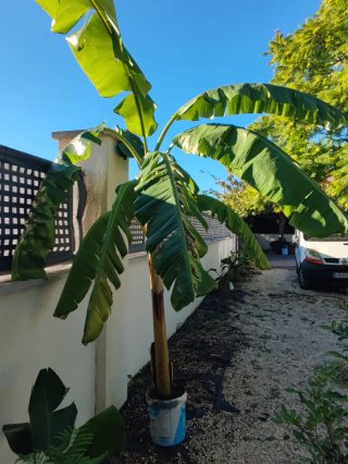 Platanera Grande