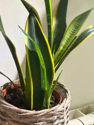 Planta Sansevieria Trifasciata 15 cm