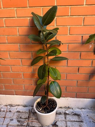 Planta Ficus