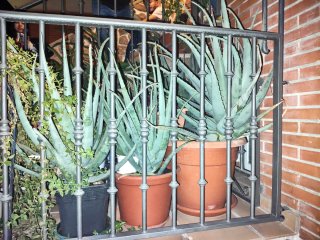 Plantas de Aloe Vera