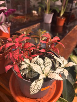 Conjunto de plantas Fitonia