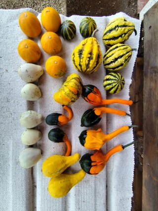 Calabazas para decoración, son minis