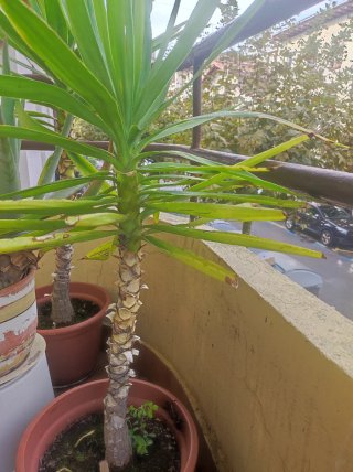 vendo 4 plantas en maceta de plástico