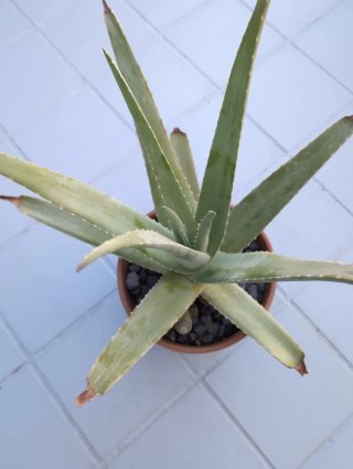 Planta de Aloe Vera