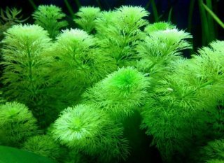 Planta de Acuario Ambulia