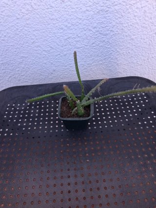 Planta colgante Rhipsalis Kleinia