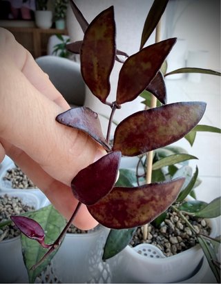 Hoya Rosita