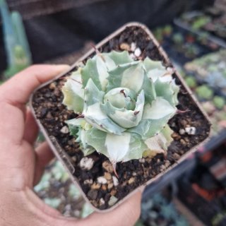 Agave ohi raijin