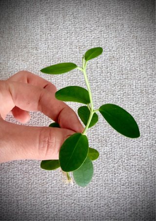 Hoya Cumingiana