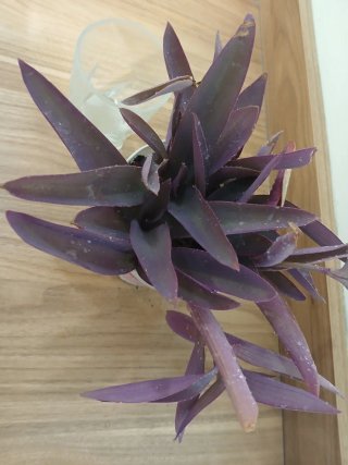 Planta Tradescantia