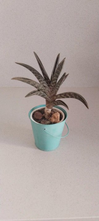 Planta Gonialoe Variegata Aloe en Macetero latón