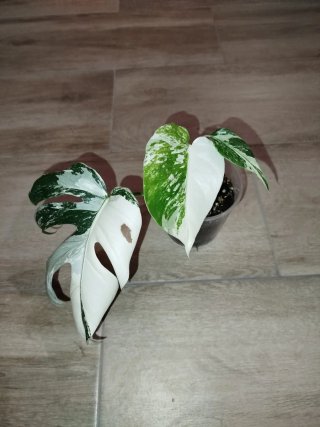 Monstera Albo Variegata