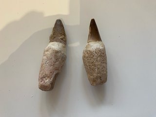 Fosiles varios