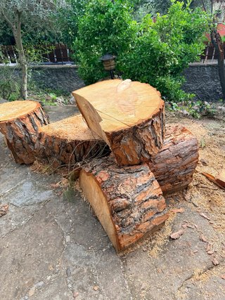 Troncos de pino