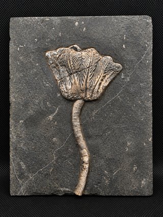 Fósil de Crinoideo Traumatocrinus