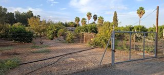 CAMPO EN LA BODEGUILLA LOS PALACIOS Y VFCA.