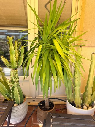 Diferentes plantas: Yuca, cactus, buganvilla..