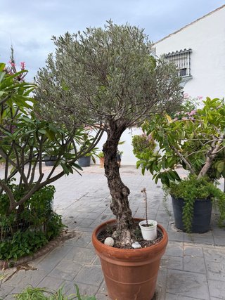 Olivo natural en maceta