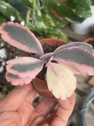 Kalanchoe Fedtschenkoi Variegata