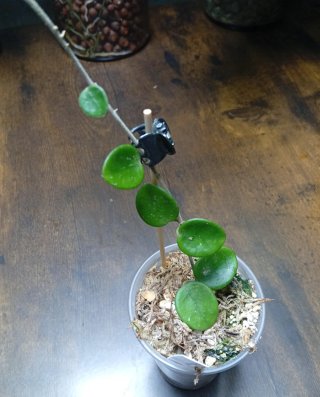 Hoya Mathilde