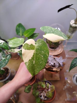 Monstera Thai Constellation