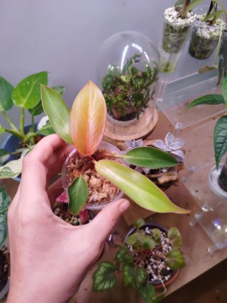 Philodendron Prince of Orange