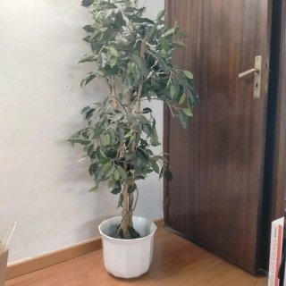 Planta Artificial de 150 cm con Macetero