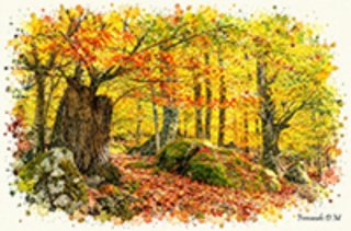 Lámina de naturaleza: Otoño en el castañar