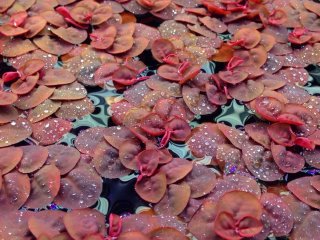 Phyllanthus fluitans - Planta flotante