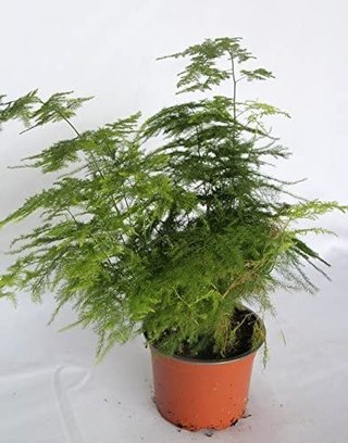 Planta ornamental en maceta 3 Ultimas desde 3€