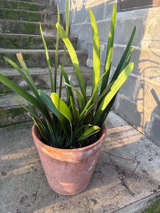 Planta Clivia en Maceta de Barro