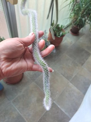 Esqueje de Cactus de Mono