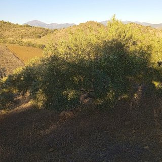 Venta de parcela en pizarra