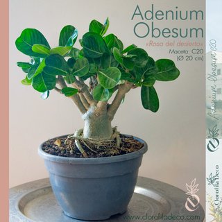 Adenium Obesum Ø 20 cm Rosa del Desierto Semilla